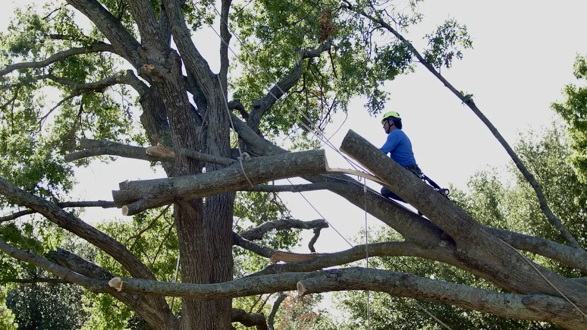 Professional Hazardous Tree Removal performed by certified arborists in Silva